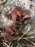 Auricularia angiospermarum image