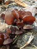 Auricularia angiospermarum image