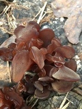 Auricularia angiospermarum image
