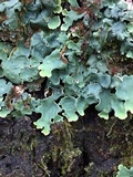Lobaria quercizans image
