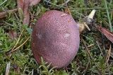 Tricholomopsis rutilans image