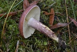 Tricholomopsis rutilans image