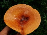 Lactarius volemus image