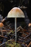 Hypholoma dispersum image