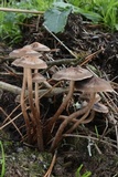 Panaeolus cinctulus image
