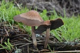 Panaeolus cinctulus image