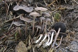 Panaeolus cinctulus image