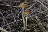 Psilocybe azurescens image