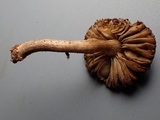 Inocybe lanuginosa image