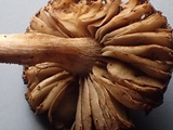 Inocybe lanuginosa image