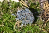 Pannaria tavaresii image