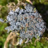 Pannaria tavaresii image