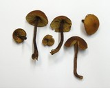 Gymnopilus croceoluteus image