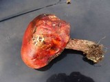 Boletus frostii image