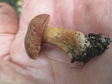 Bothia castanella image