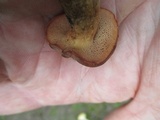 Bothia castanella image