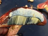 Boletus frostii image