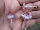 Inocybe lilacina image