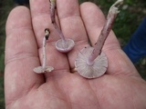 Inocybe lilacina image