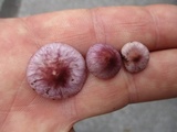 Inocybe lilacina image