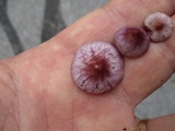 Inocybe lilacina image