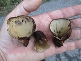 Jafnea semitosta image