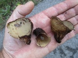 Jafnea semitosta image