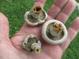 Lactarius chelidonium image