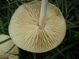 Marasmius nigrodiscus image