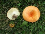 Russula xerampelina image