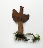Gyromitra infula image