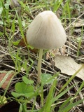 Parasola conopilea image