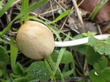 Parasola conopilea image