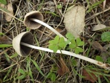 Parasola conopilea image