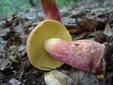 Boletochaete bicolor image