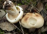 Suillus bellinii image