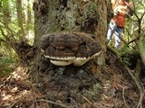 Fomitopsis ochracea image