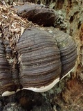 Fomitopsis ochracea image