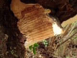 Fomitopsis ochracea image