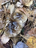Hygrophorus fuligineus image
