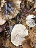 Hygrophorus fuligineus image