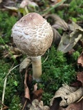 Chlorophyllum olivieri image