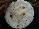 Amanita subcokeri image