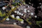 Helicogloea compressa image