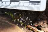 Helicogloea compressa image