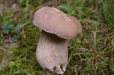 Boletus variipes image
