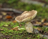 Retiboletus griseus image