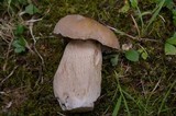 Boletus variipes image