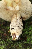 Retiboletus griseus image
