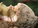 Retiboletus griseus image